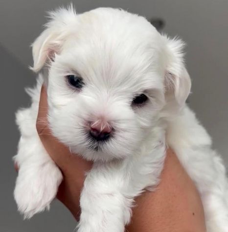 piccoli di maltese