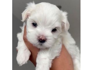 piccoli di maltese