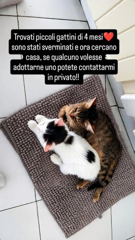 Regalo gattini