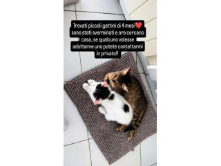 Regalo gattini