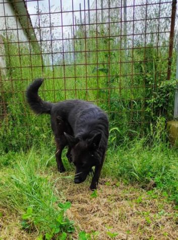 CAGNOLINO IN ADOZIONE - Foto 8