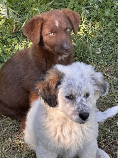Regalo cuccioli - Foto 8