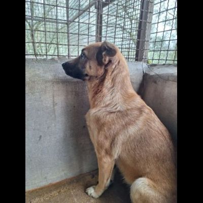 BIANCA CERCA SALVEZZA CANE IN ADOZIONE - Foto 3