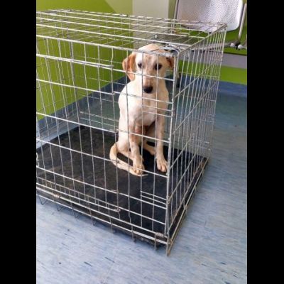 MONIA DOLCISSIMA SIMIL SETTERINA, CUCCIOLA IN ADOZIONE - Foto 4