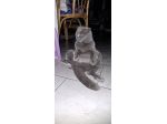 Cat sitter Milano