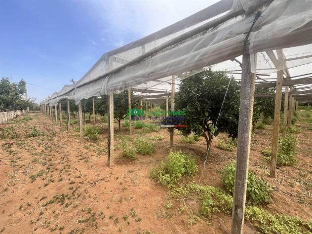 TERRENO AGRICOLO - Foto 4