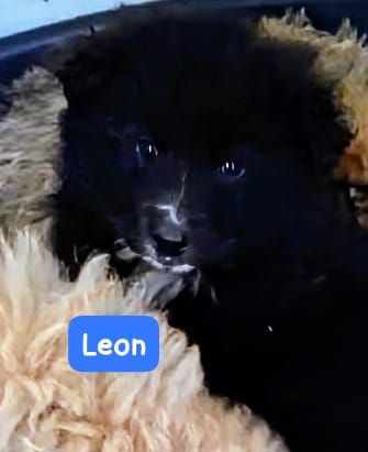 CUCCIOLI 3 MESI TAGLIA MEDIA GRANDE IN CANILE