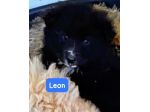 CUCCIOLI 3 MESI TAGLIA MEDIA GRANDE IN CANILE