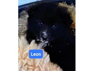 CUCCIOLI 3 MESI TAGLIA MEDIA GRANDE IN CANILE