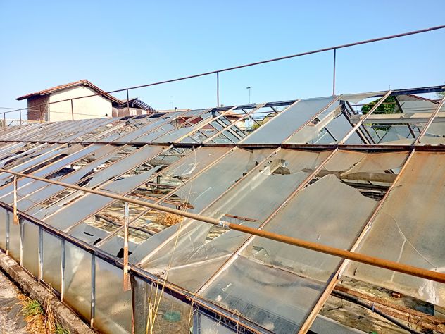 Azienda di floricoltura a Pozzuolo del Friuli - Foto 8