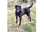 Jerry dolcissimo spinone in adozione