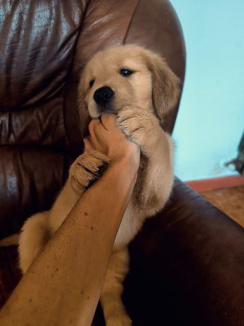Golden Retriever Americani - Foto 3