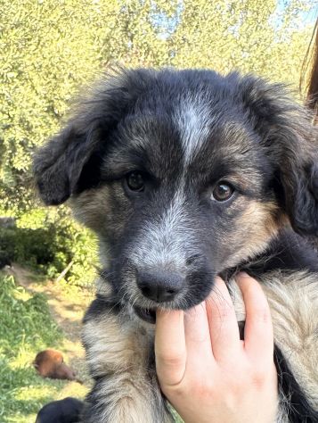 Regalo cuccioli - Foto 7