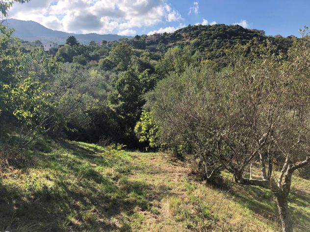 Roccadaspide loc.Cesine terreno con uliveto e ruderi - Foto 3