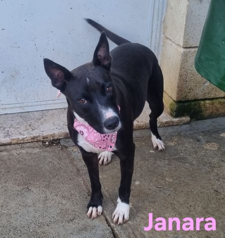 JANARA - Foto 4