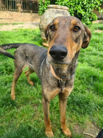 ARTU', magnifico mix DOBERMANN - Foto 5