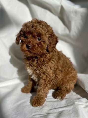 Disponibili cuccioli di Barboncini, Barboncino e Barboncine - Foto 2