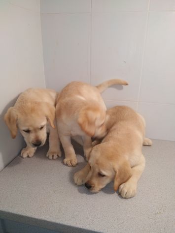 LABRADOR RETRIEVER CUCCIOLI - Foto 2