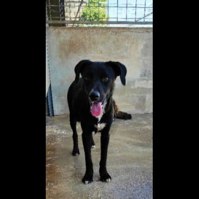 RAOUL TENERO CAGNOLINO IN ADOZIONE - Foto 4