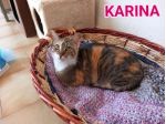 Karina, splendida micia in adozione!