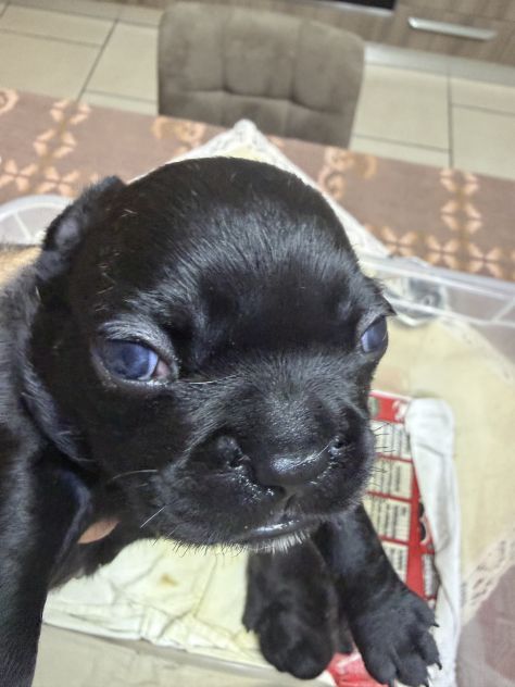Cuccioli bulldog francesi - Foto 4