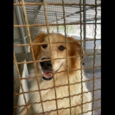 MATTIA ADORABILE CANE IN ADOZIONE - Foto 6