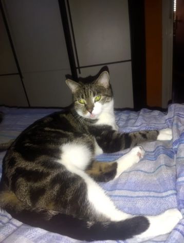 GATTI ANZIANI