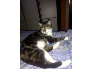 GATTI ANZIANI
