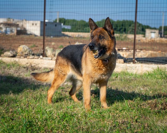 LAIKA, MERAVIGLIA FATTA CANE - Foto 6
