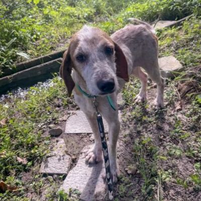 Newton il segugio con le lentiggini, adora le carezze, cane in adozione - Foto 10