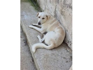 Blanco