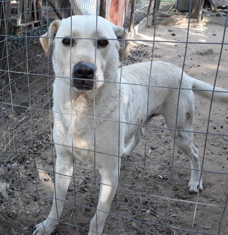 Kevin dolcissimo simil labrador - Foto 2