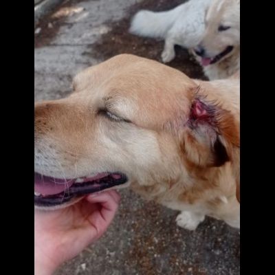 RED E MACNO CERCANO CASA, CANI IN ADOZIONE - Foto 2
