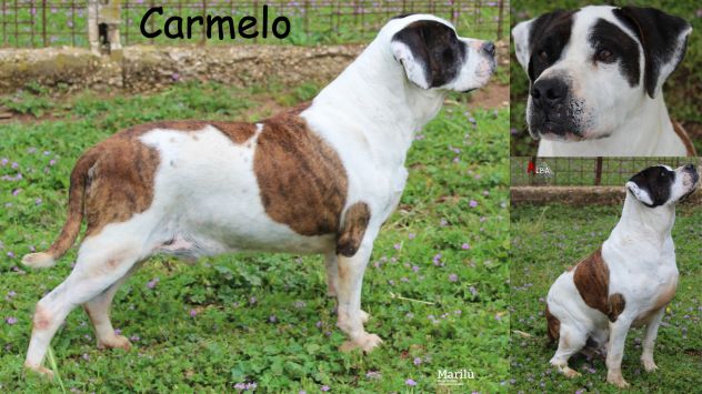 Carmelo, bellissimo Pit Bull molto affettuoso