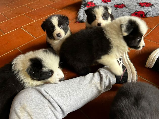 Cuccioli border collie - Foto 4