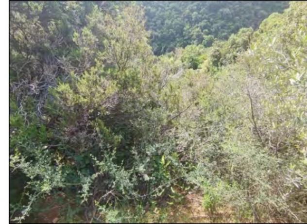 Immobile in asta di 561 m² con più di 5 locali in vendita a San Demetrio Corone - Foto 6