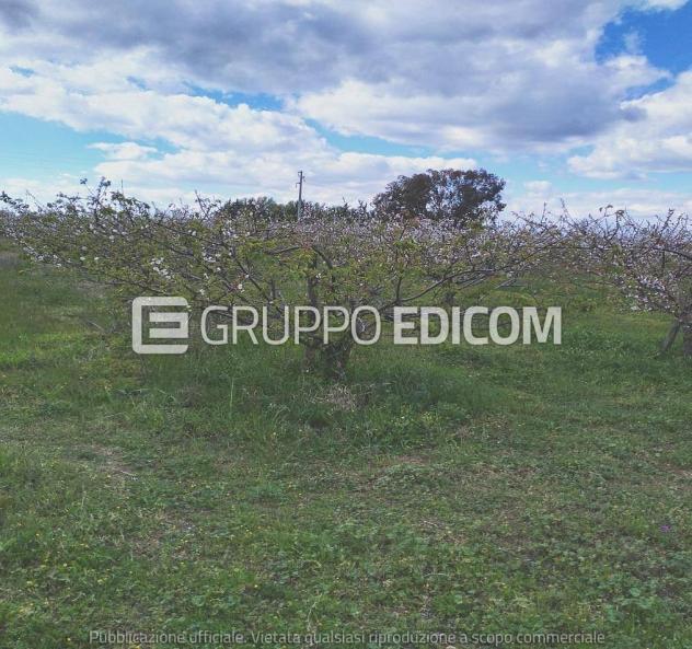 Terreno di 35921 mq in vendita a Montalbano Jonico - Rif. 4551657 - Foto 7