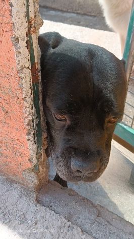 MILA CANE CORSO 5/6 ANNI E’ IN CANILE - Foto 5