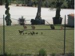 GALLINA per arredo giardino