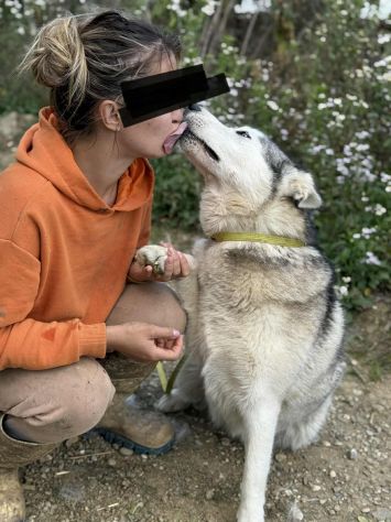 CINDY, splendida HUSKY cerca famiglia! - Foto 7