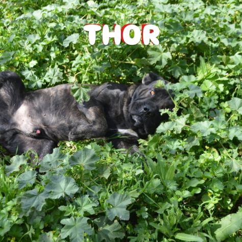 Thor e' buono e gentile cerca casa - Foto 6