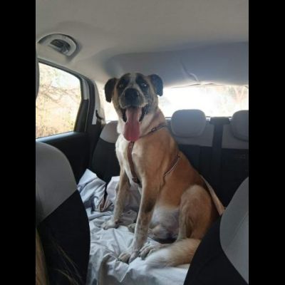 LEO ADORABILE E COCCOLONE CANE IN ADOZIONE - Foto 4