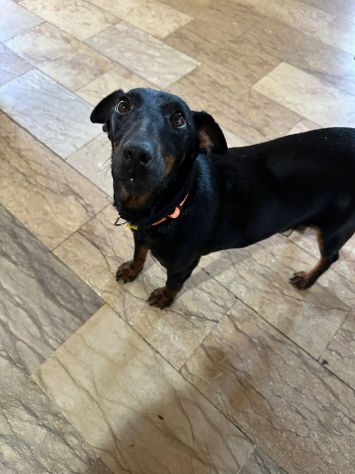 Aura simil pinscher taglia piccola 9 kg - Foto 4