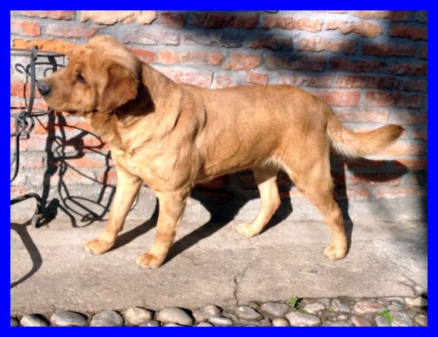 MIX LABRADOR ROTTWEILER DOLCISSIMA CERCA CASA - Foto 3