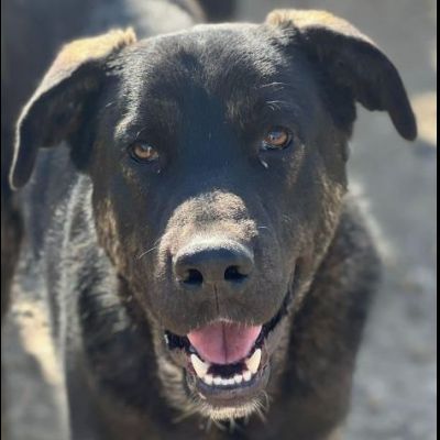 TRONKY AFFETTUOSO E GIOIOSO CANE IN ADOZIONE - Foto 2
