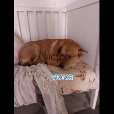 VICTOR TIMIDO E TRANQUILLO, CAGNOLINO IN ADOZIONE