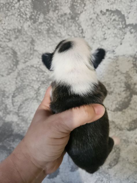Bulldog francese femmina - Foto 6