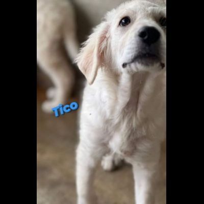 TICO E TACO MERAVIGLIE DI CUCCIOLI IN ADOZIONE - Foto 2