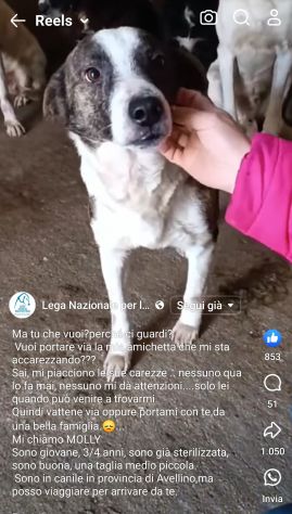 MOLLY, CERCA COCCOLE E ATTENZIONI, CAGNOLINA IN ADOZIONE, TAGLIA MEDIO PICCOLA - Foto 8