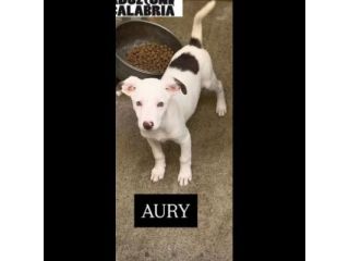 AURY e ADAM SOCIEVOLISSIMI CUCCIOLI IN ADOZIONE